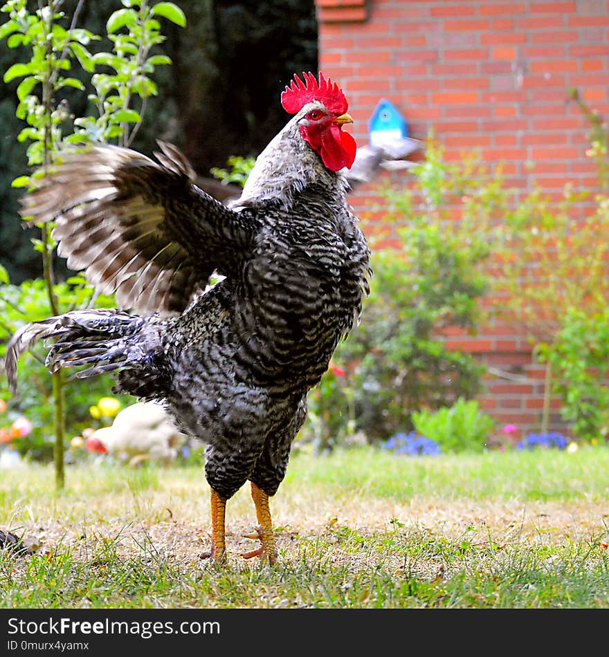 Chicken, Rooster, Galliformes, Bird