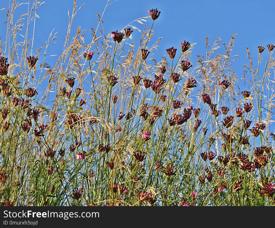 Plant, Flora, Vegetation, Ecosystem