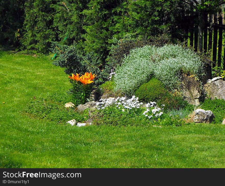 Garden, Vegetation, Plant, Ecosystem