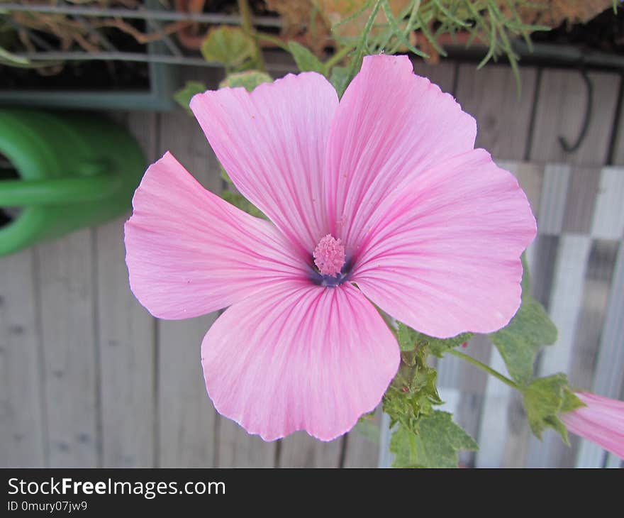 Flower, Plant, Pink, Flowering Plant