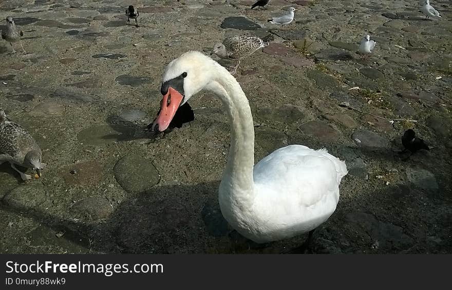 Swan, Water Bird, Bird, Ducks Geese And Swans