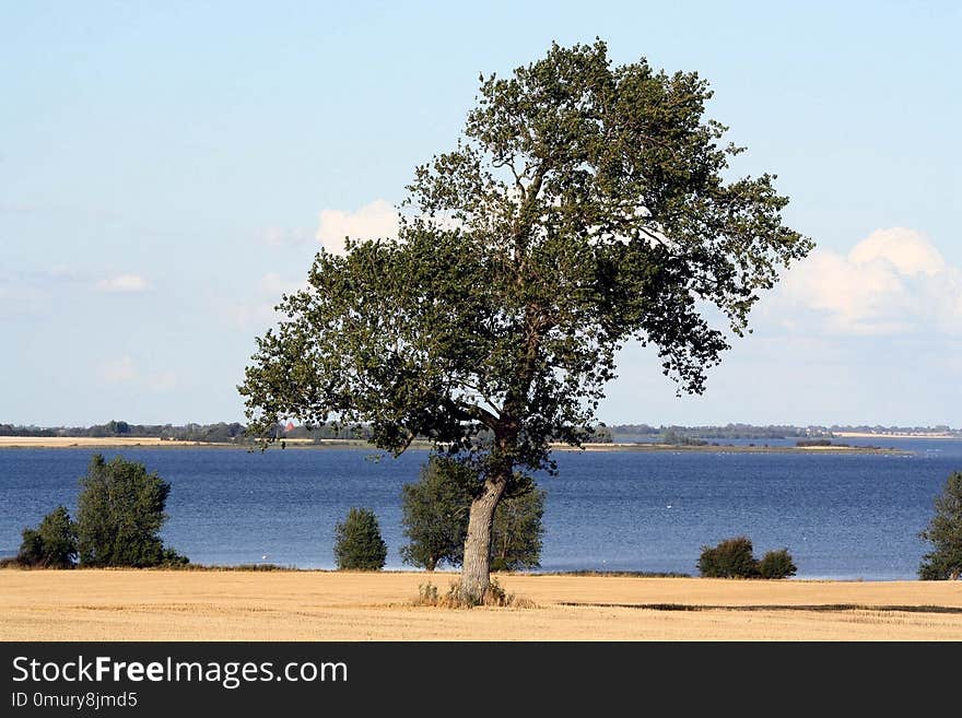 Tree, Woody Plant, Sky, Water