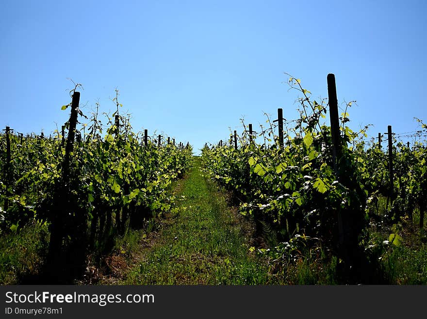 Agriculture, Sky, Vineyard, Vegetation