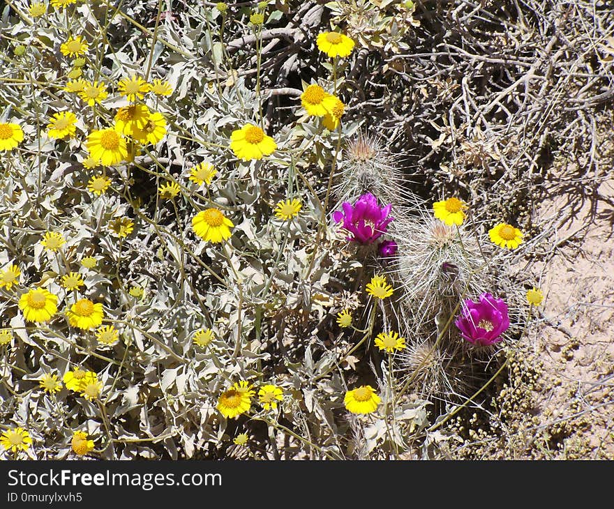 Flower, Flora, Plant, Yellow