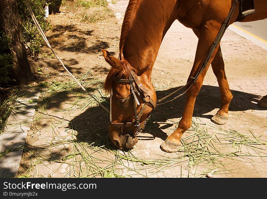 Horse, Fauna, Horse Like Mammal, Horse Tack