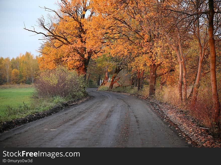 Road, Path, Nature, Leaf