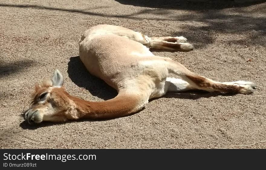 Macropodidae, Kangaroo, Fauna, Terrestrial Animal