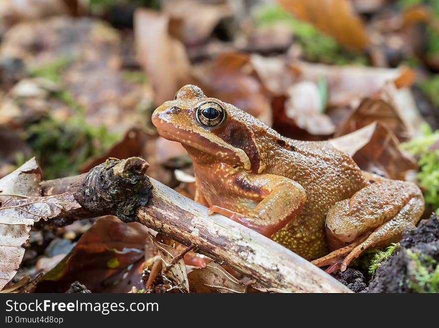 Closeup of an agile frog - rana dalmatina - in a swiss forest