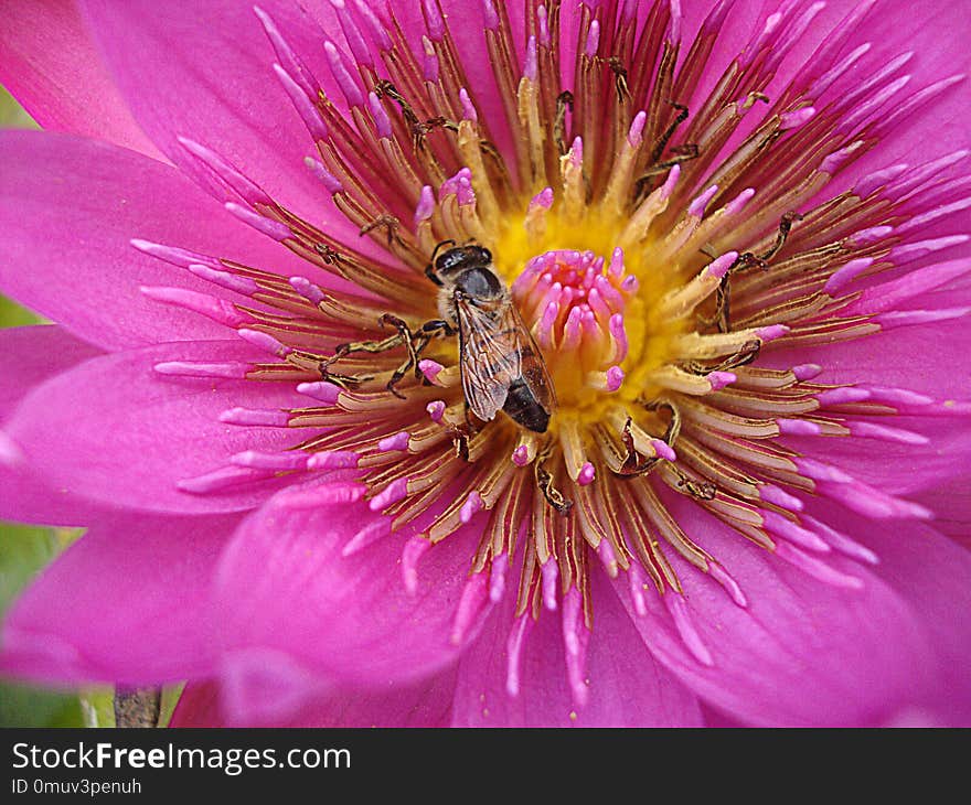 Detail of a full-color fuchsia lotus flower with a small bee working