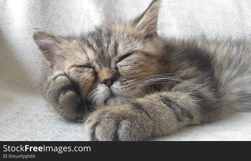 A Happy Persian Cat Resting On A Sofa