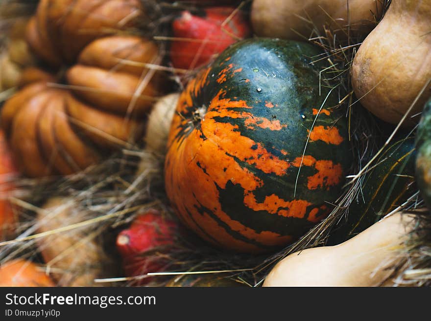 Bright autumn harvest of ripe pumpkins on the dried grass.