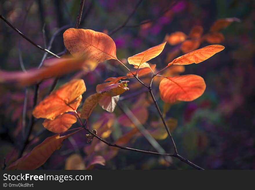 Vibrant colors of autumnal leaves. Vibrant colors of autumnal leaves