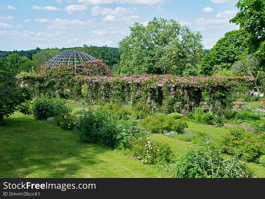 Vegetation, Garden, Botanical Garden, Plant