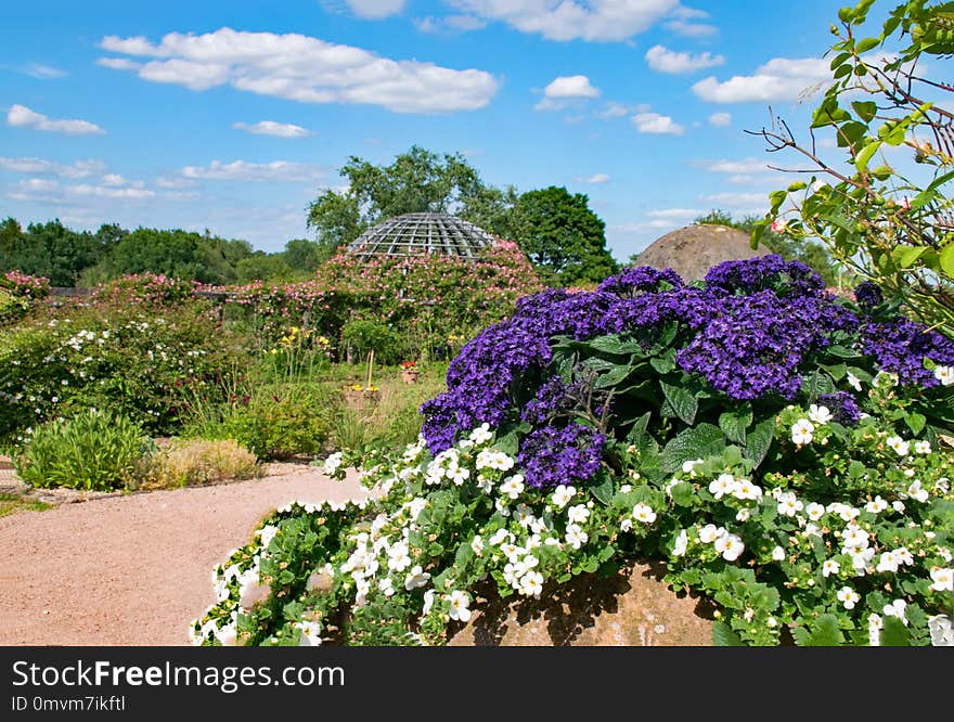 Flower, Plant, Flowering Plant, Flora