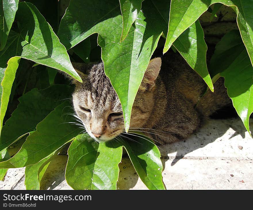 Cat, Fauna, Mammal, Small To Medium Sized Cats