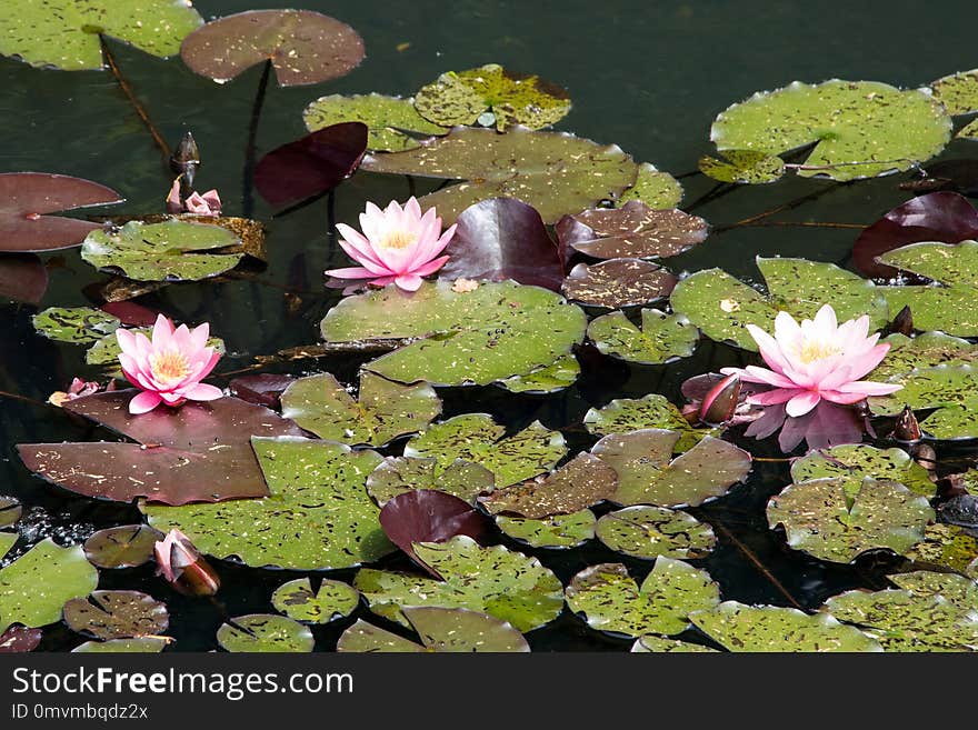 Flower, Plant, Flora, Aquatic Plant