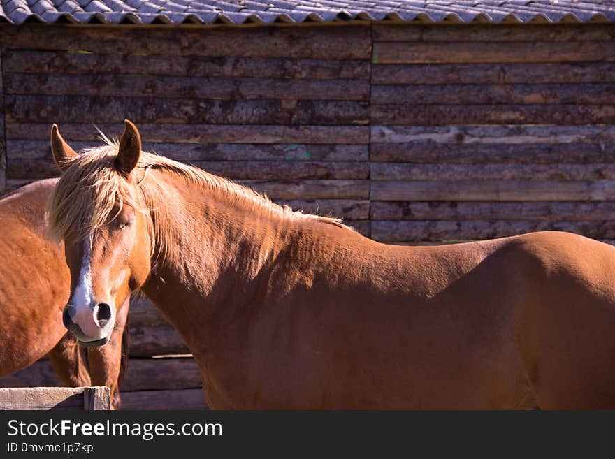 Horse, Mane, Fauna, Horse Like Mammal