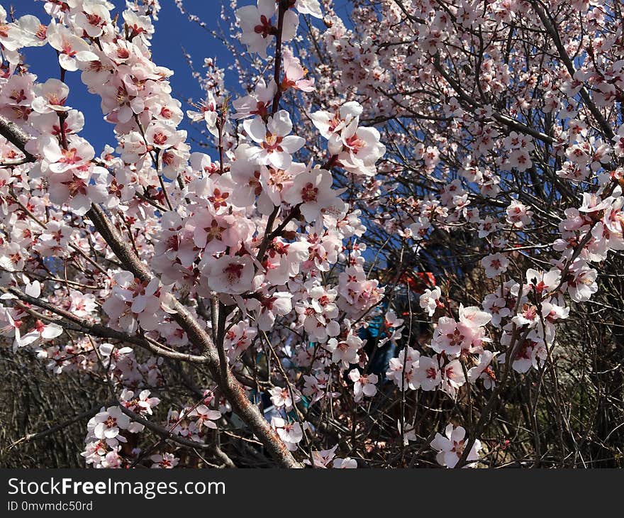 Blossom, Plant, Spring, Branch