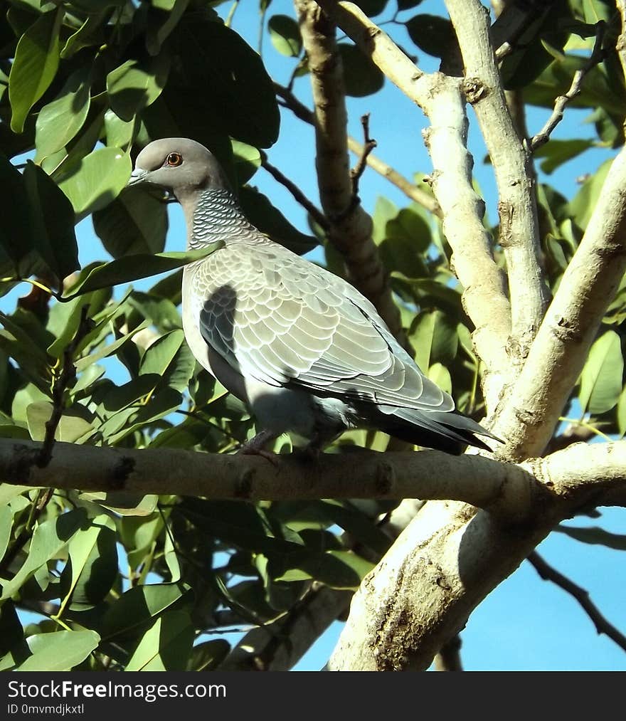 Bird, Fauna, Beak, Branch