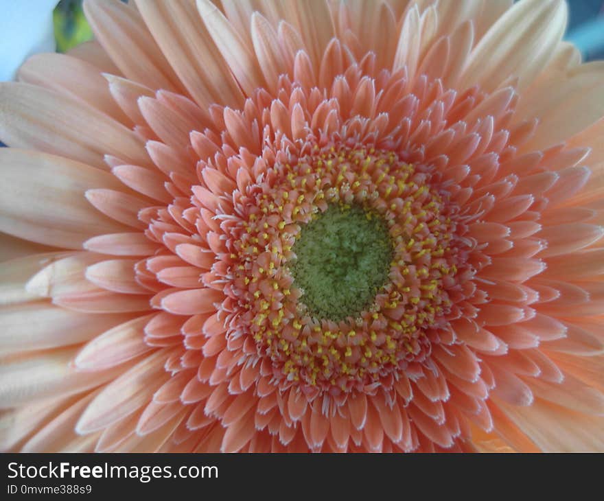 Flower, Gerbera, Close Up, Petal