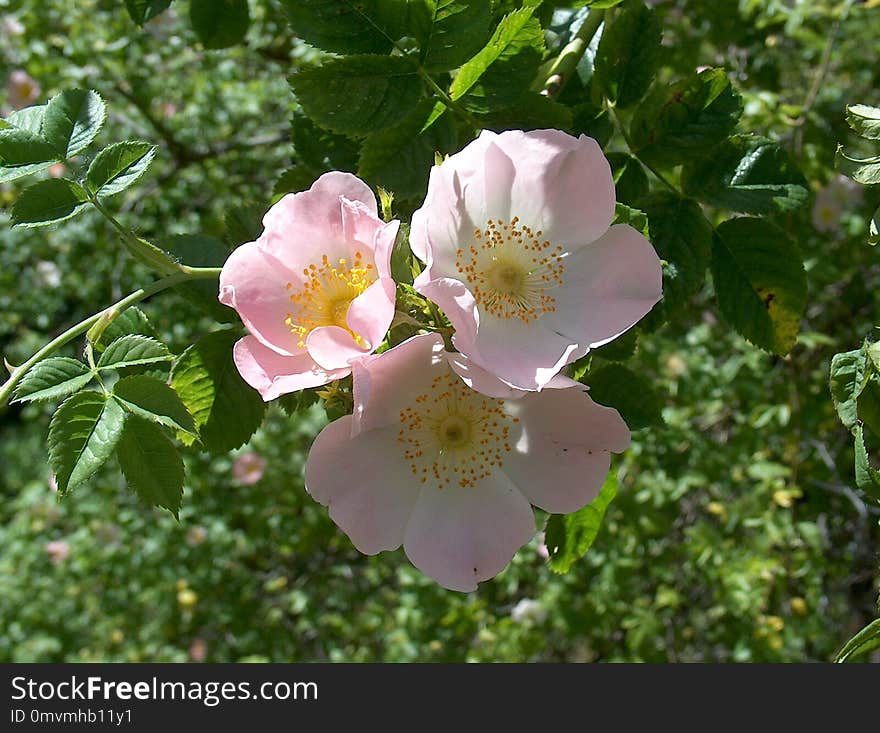 Flower, Rosa Canina, Rose Family, Flowering Plant