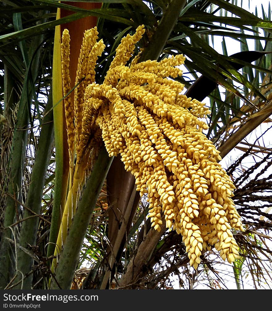 Plant, Date Palm, Arecales, Tree