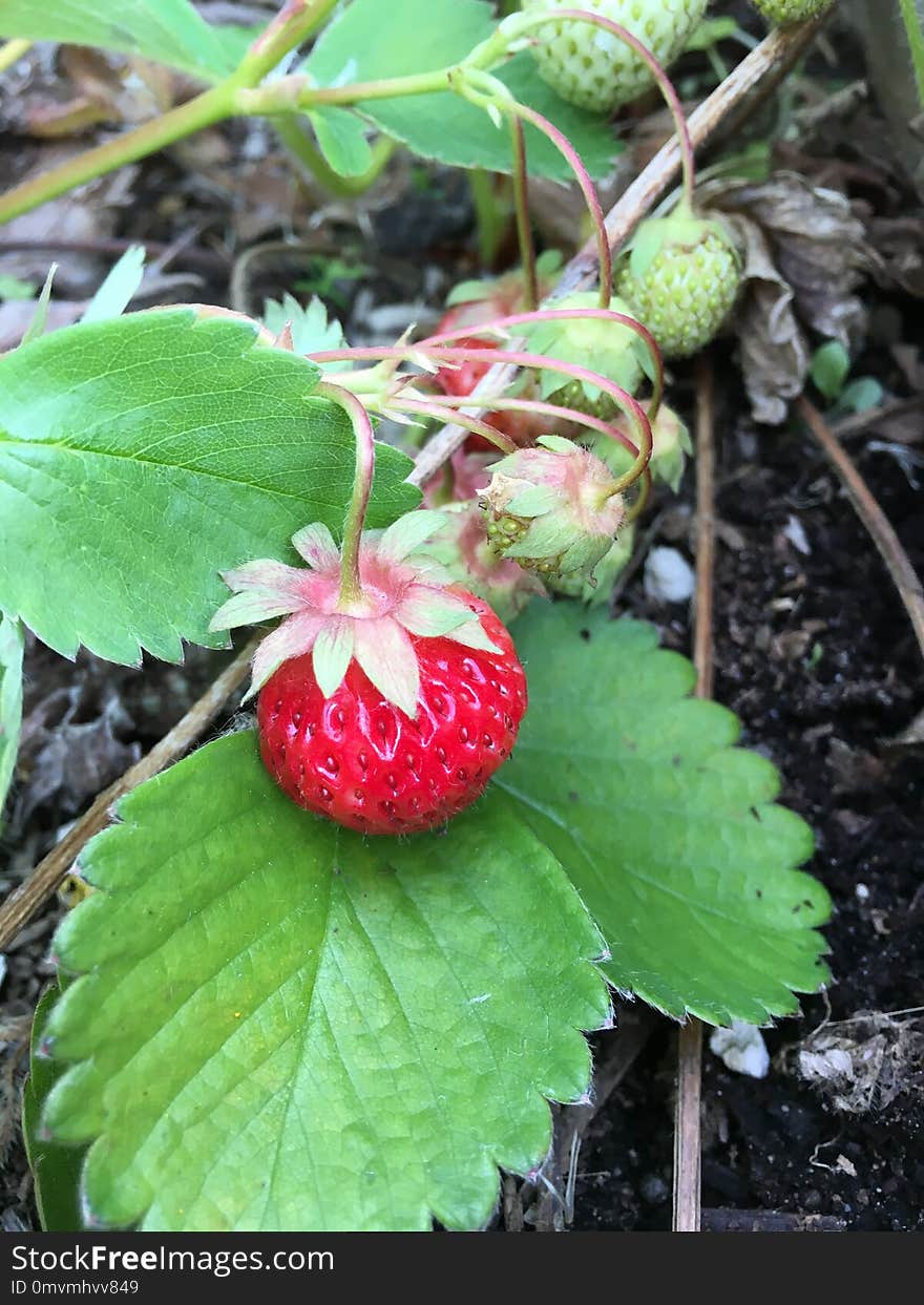 Strawberries, Strawberry, Fruit, Plant