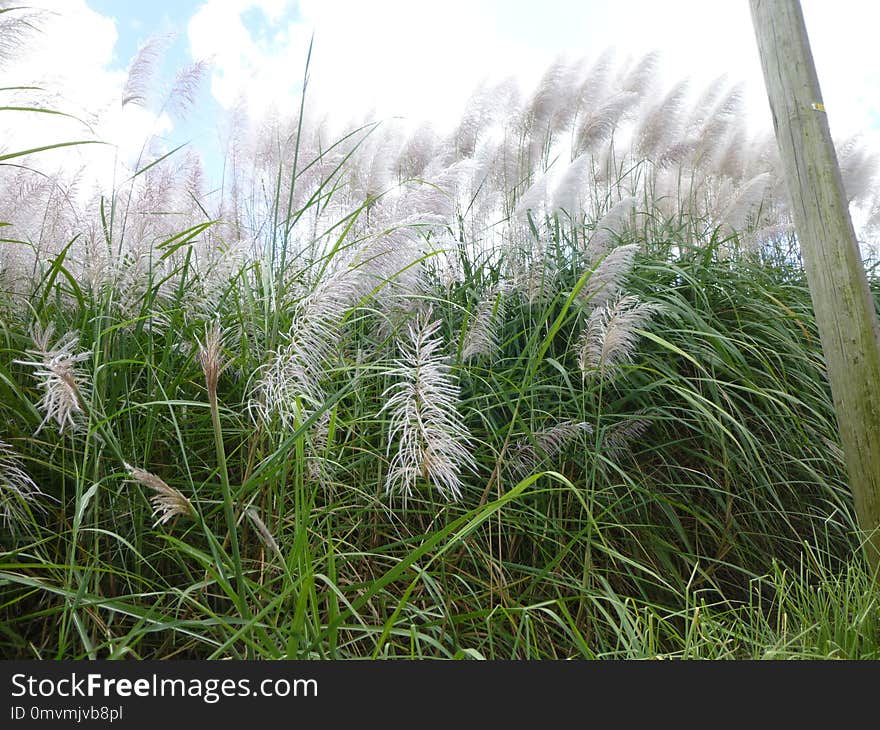 Plant, Grass, Ecosystem, Grass Family