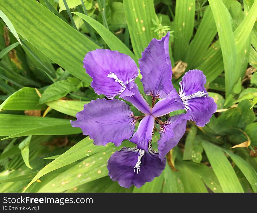 Flower, Plant, Flora, Purple