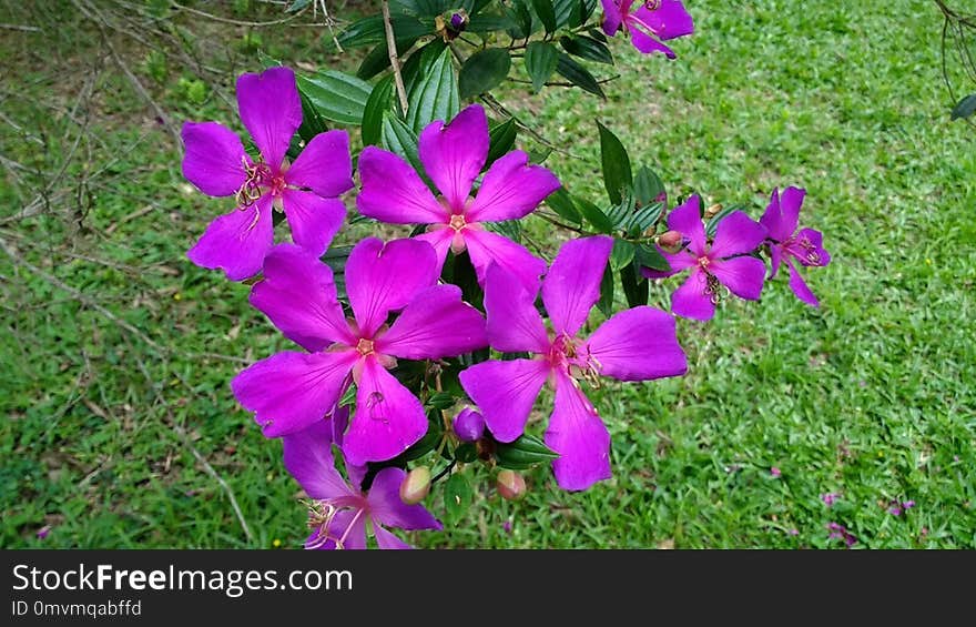 Plant, Flower, Flora, Flowering Plant