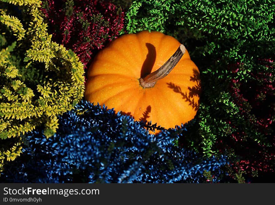 Colorful Erica And A Pumpkin