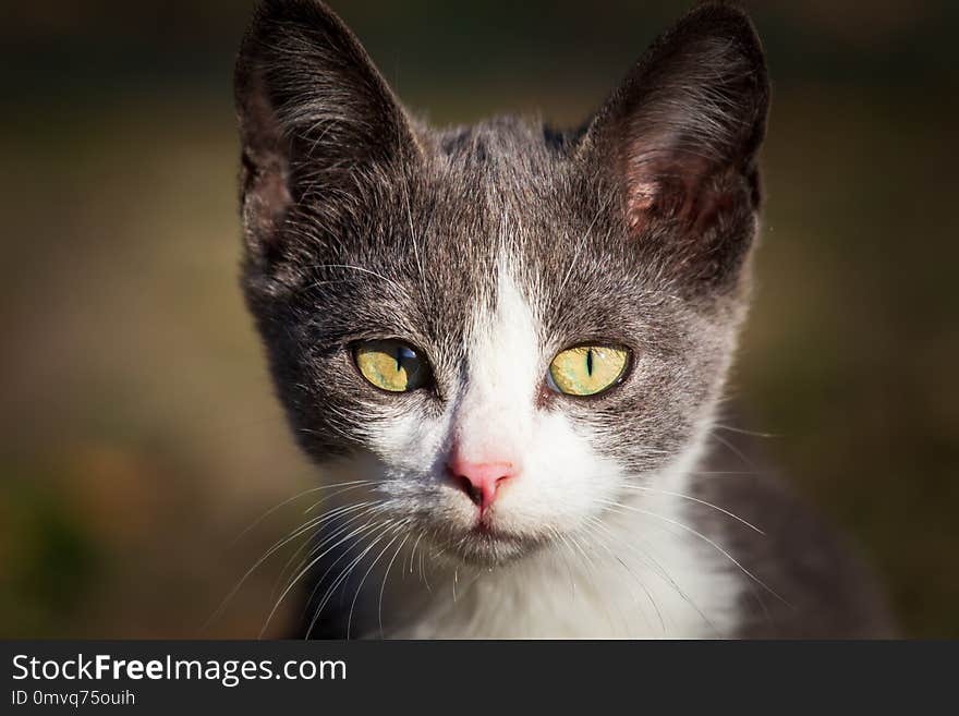 Small gray cat in the yard.