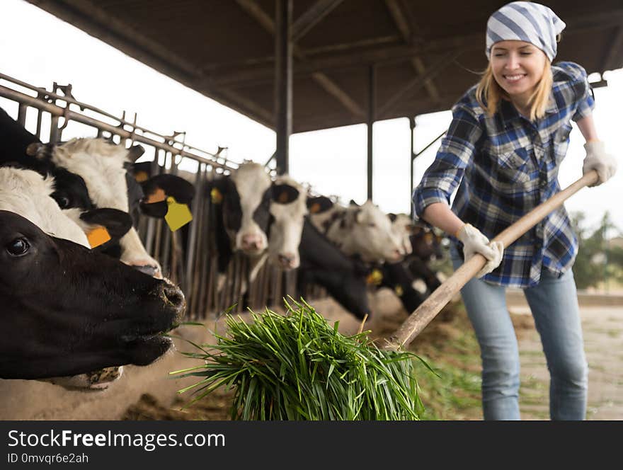 Young woman taking care of cows in cows barn