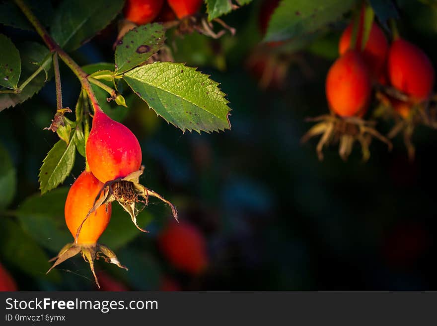 Close-up of dog-rose berries. Dog rose fruits (Rosa canina). Wild rosehips in nature