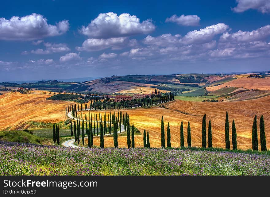 Cypress trees and meadow with typical tuscan house.