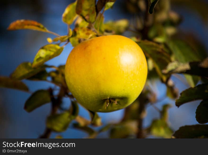 White Apple On Tree In Orchard In Morning During Sunrise With Dew Before Picking Royal Gala, Fuji, Pink Lady