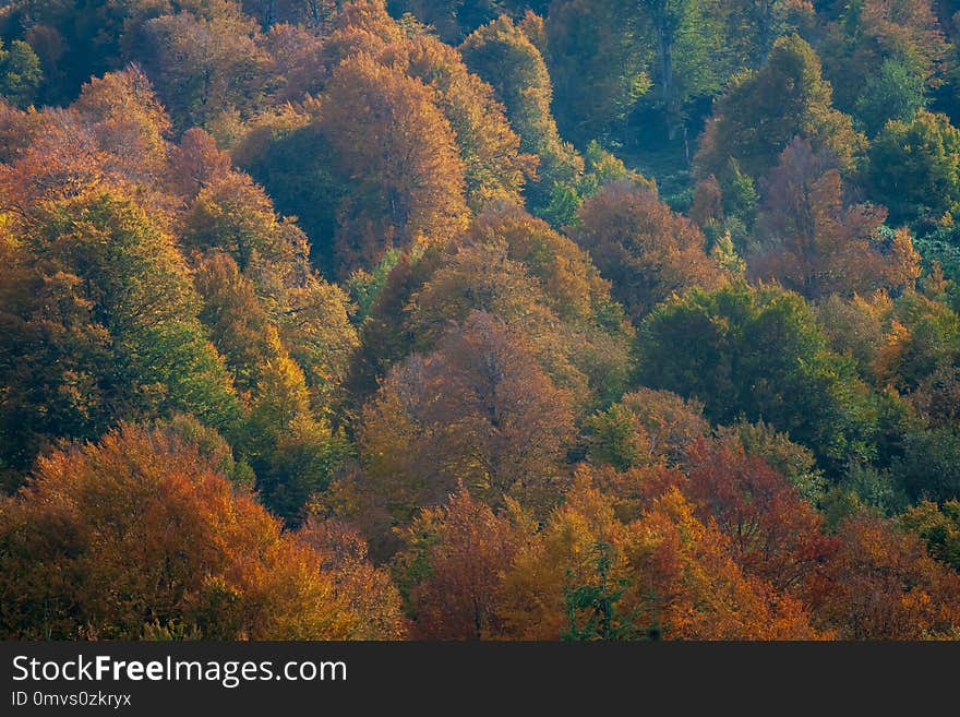 A group of trees representing different colours of autumn beautifully. A group of trees representing different colours of autumn beautifully.