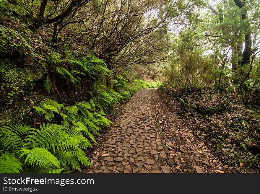 25 Fontes Levada hiking traill, Rabacal, Madeira, Portugal