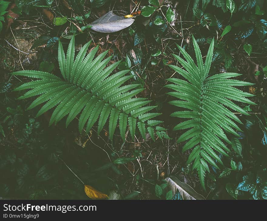 Fern in the rain forest