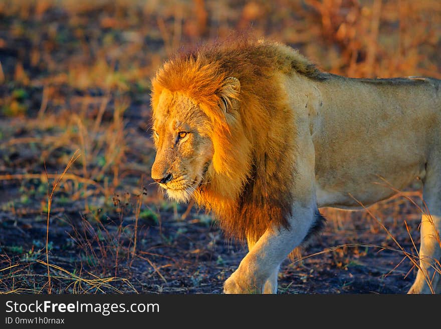 Closeup of face of male Lion walking in Kruger National Park, South Africa. Panthera Leo in nature habitat, dry season. The lion is part of Big Five. Side view. Closeup of face of male Lion walking in Kruger National Park, South Africa. Panthera Leo in nature habitat, dry season. The lion is part of Big Five. Side view.