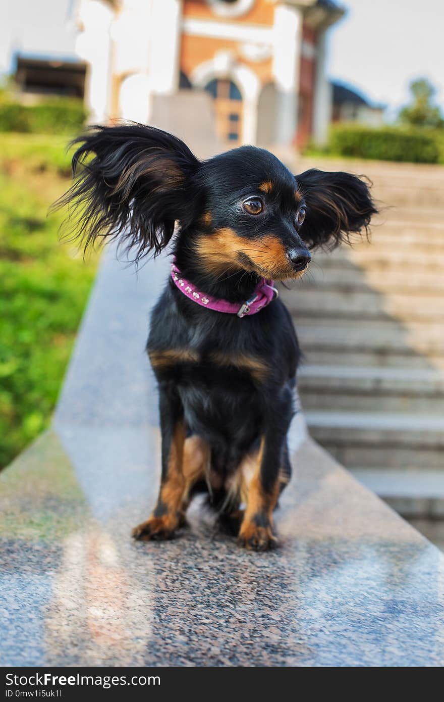 Black russian terrier with pink leash sitting on a gray stone parapet and looking away