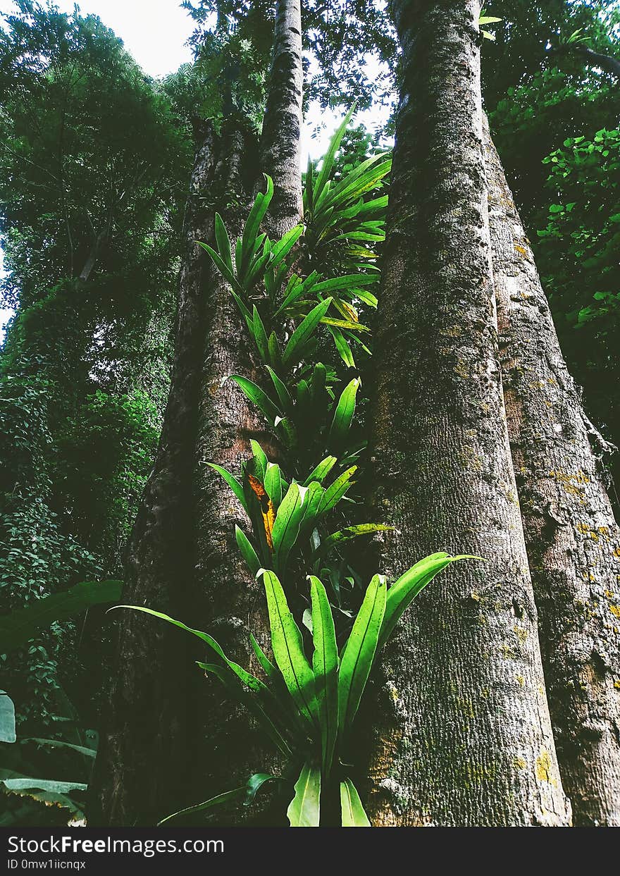 Green leaf fern and plant in the rain forest in springtime. Green leaf fern and plant in the rain forest in springtime