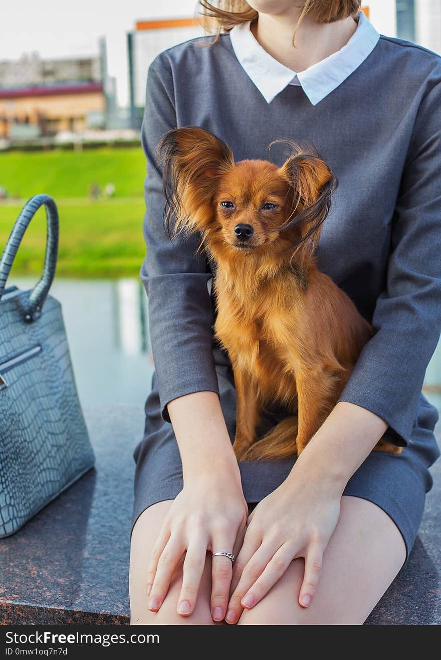 Young woman in gray dress holding red Russian Terrier on his knees. Young woman in gray dress holding red Russian Terrier on his knees