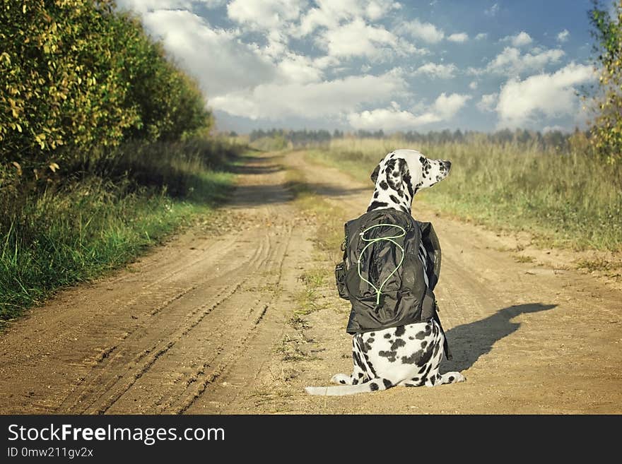 Cute dalmatian dog with bag or luggage is going to trip