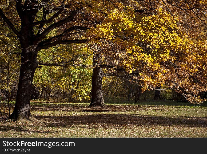 Yellow leaves on trees in the light of the sun on a Sunny autumn day in the forest in the city. Sunlight through the trees