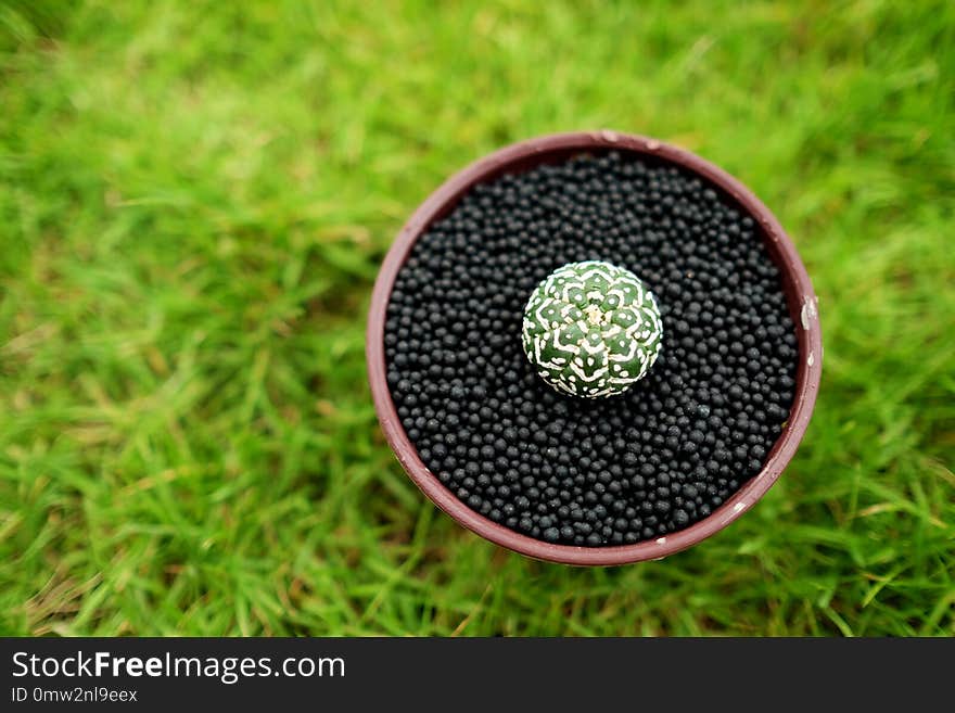 Various Cactus in pot on green garden ground. Topical nature grass on background. Astrophytum asterias V type.