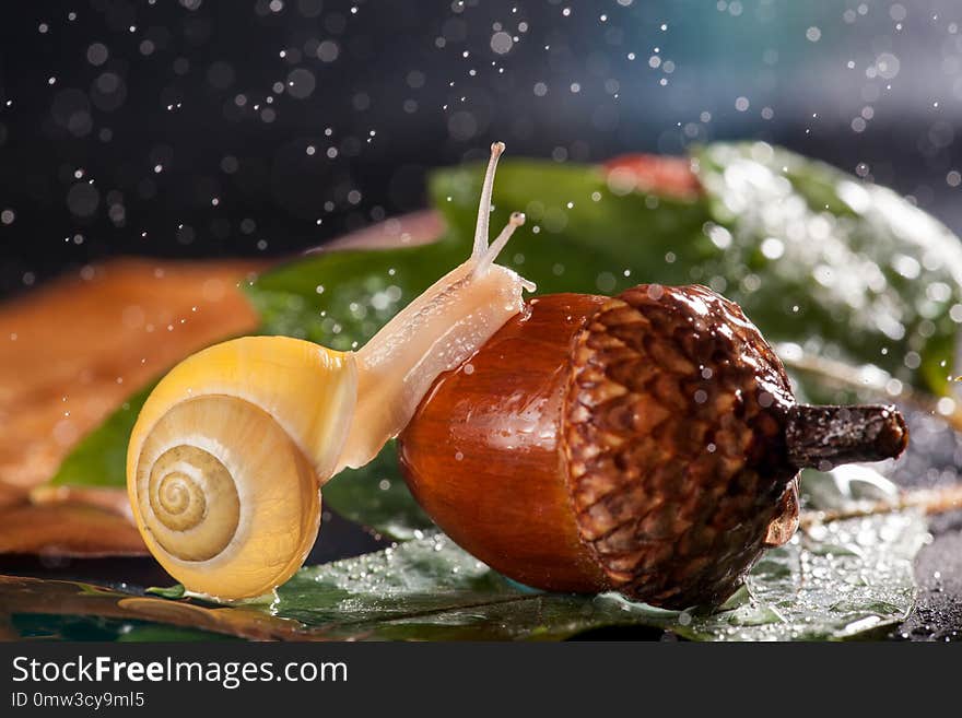 Garden snail creeps on a acorn in the rain.