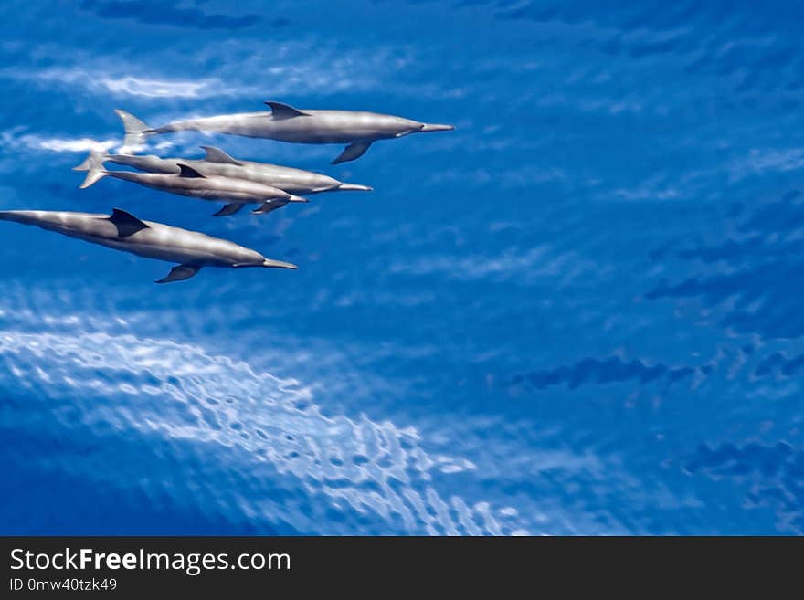 Elevated view to the group of dolphins underwater swimming in the ocean. Elevated view to the group of dolphins underwater swimming in the ocean.