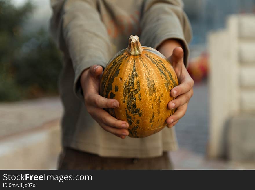 baby hands hold pumpkin. boy standing with big yellow pumpkin in hands