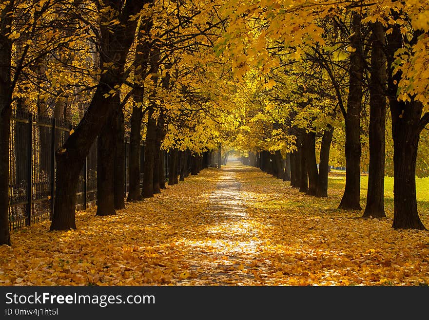 Beautiful Colorful Autumn Alley. Colorful Autumn With Road Covered With Heap Leaves In Park.